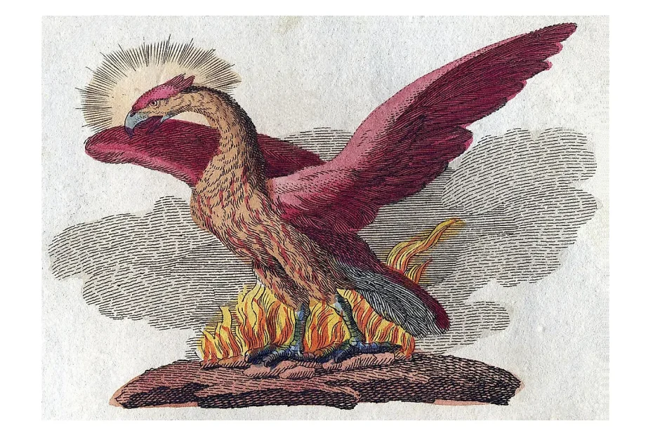 The Phoenix rising from the fire